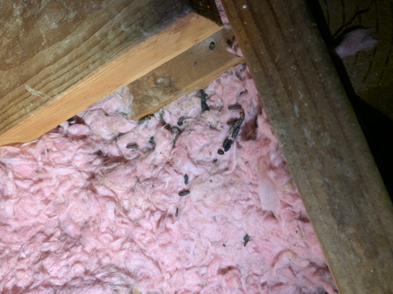 Pest Inspection and Crawlspace Clean Up