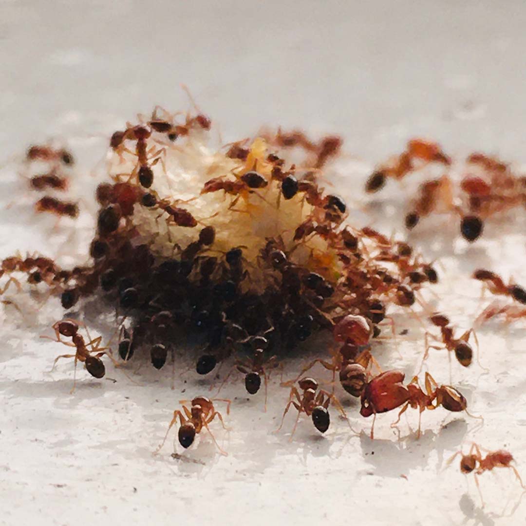 How to keep ants out of your home