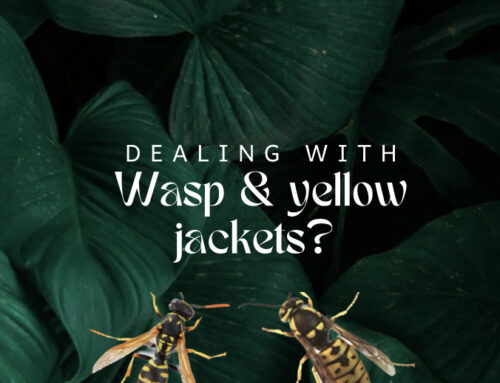 Pest Control Chronicles: Yellow Jackets Flew Up My Pants