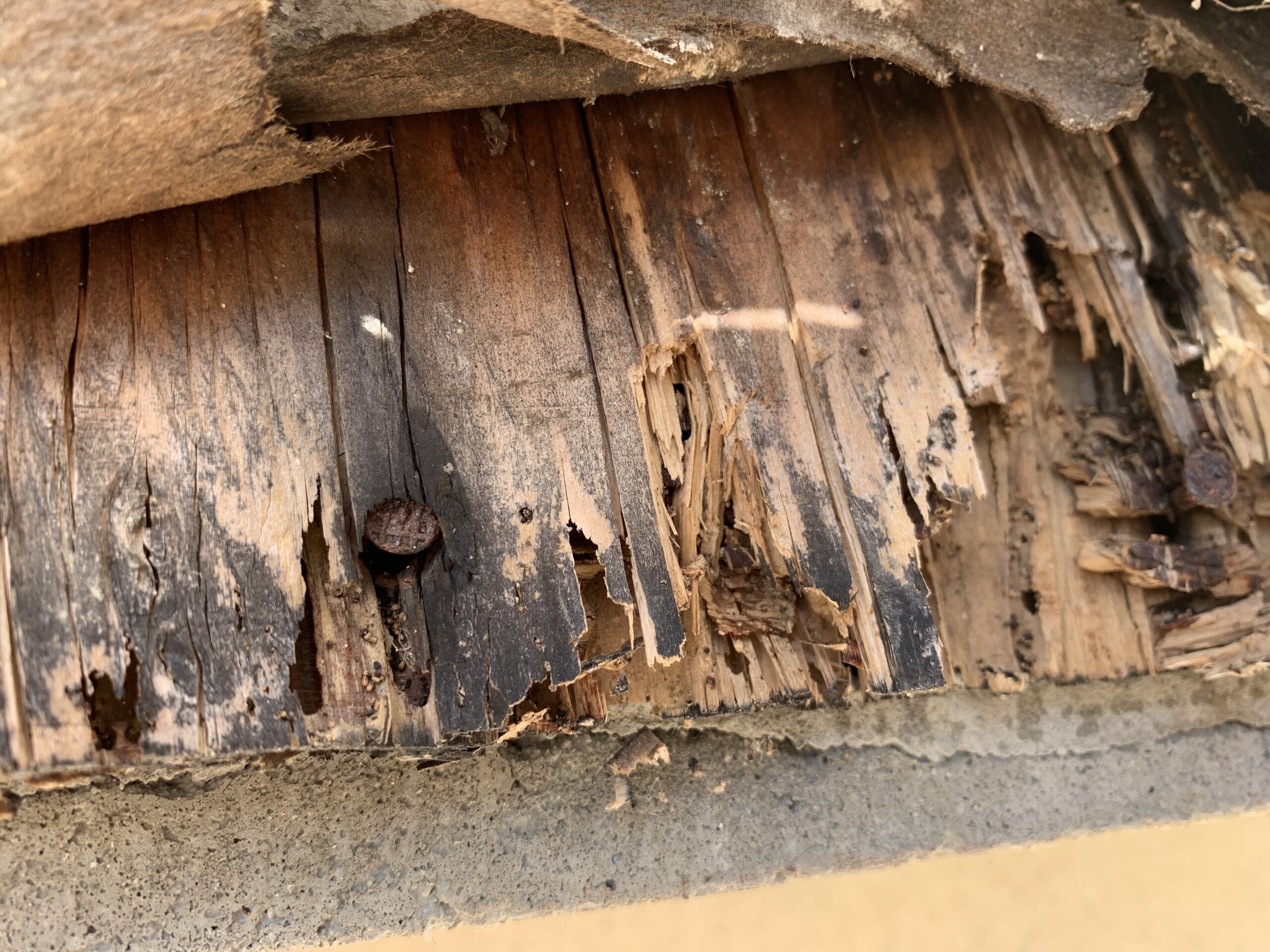 Dry Rot Repairs and Siding Replacement by Nature Pacific Builders