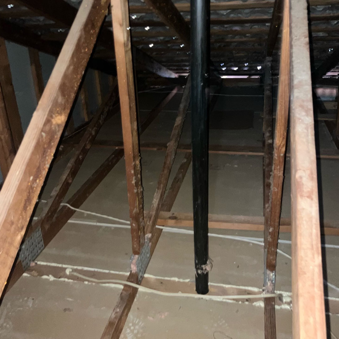 Attic in Sonoma County after we removed rodents, debris and sanitized it