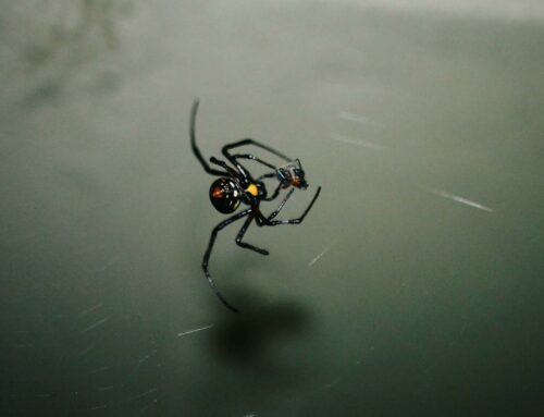 Spider Season Alert: Keeping Arachnids at Bay in Santa Rosa, California