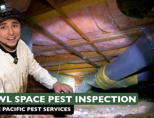Crawl Space Pest Inspection