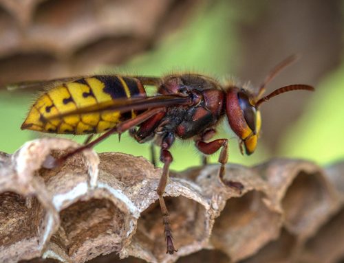 🐝 Yellow Jacket Season is coming! How to protect your backyard before it starts.