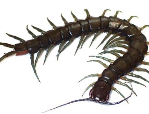 How to control centipedes around your home