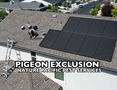 Pigeon Exclusion for Solar Panels in Santa Rosa