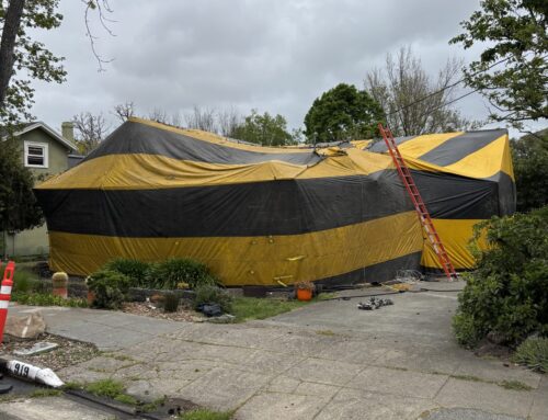Dry wood termite fumigation in Petaluma