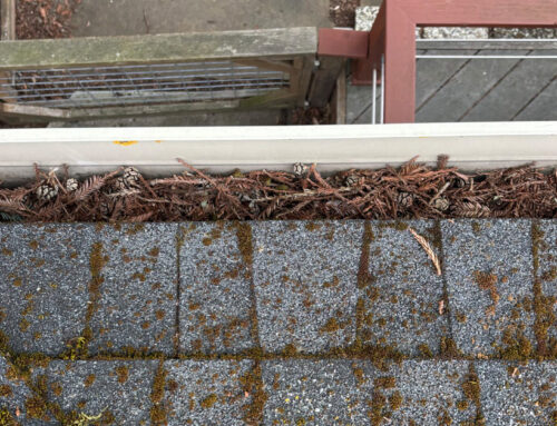 Rodent Inspection Recap: Entry Points and Prevention Tips