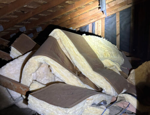 Rohnert Park Pest Inspection Reveals Termites, Rodents, and Structural Issues