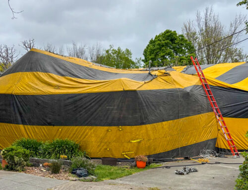 Drywood termite fumigation in Petaluma