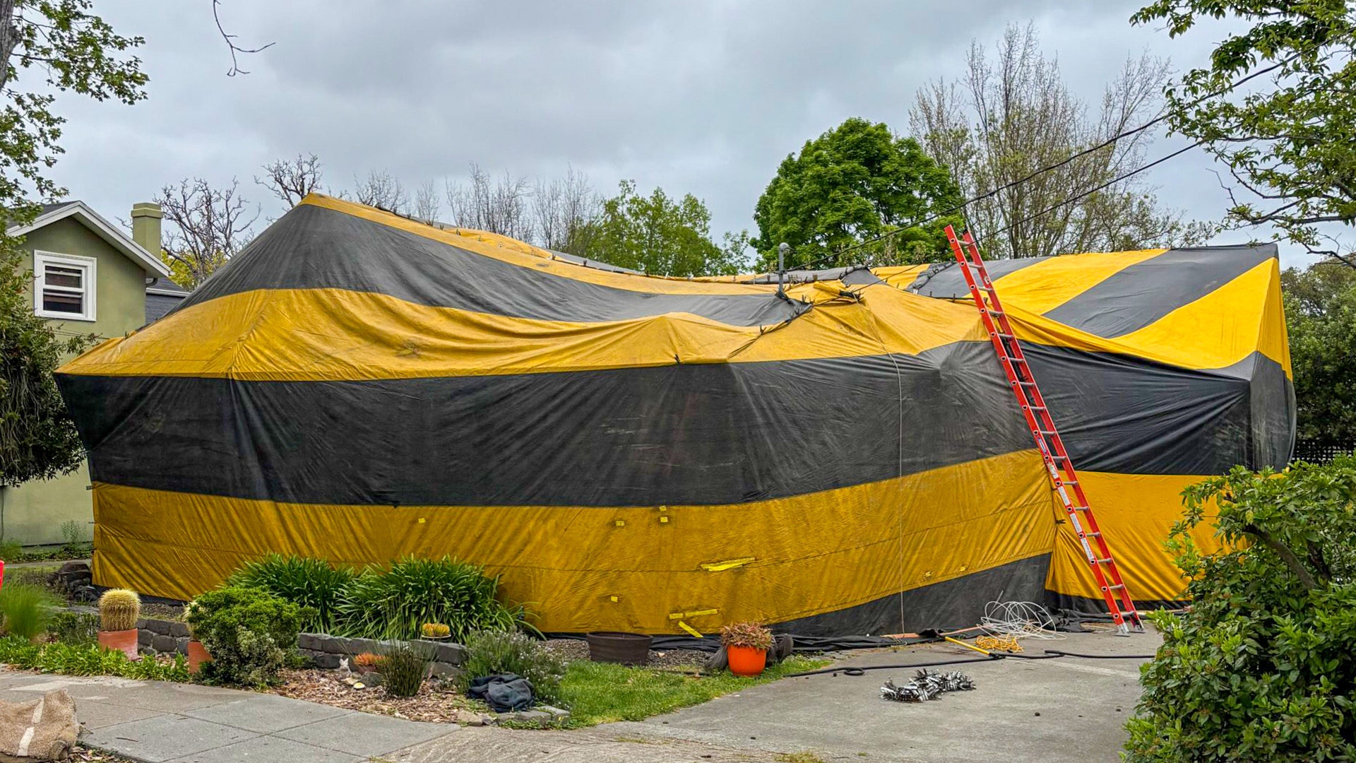 Dry wood termite fumigation in Petaluma Dry wood termite fumigation in Petaluma