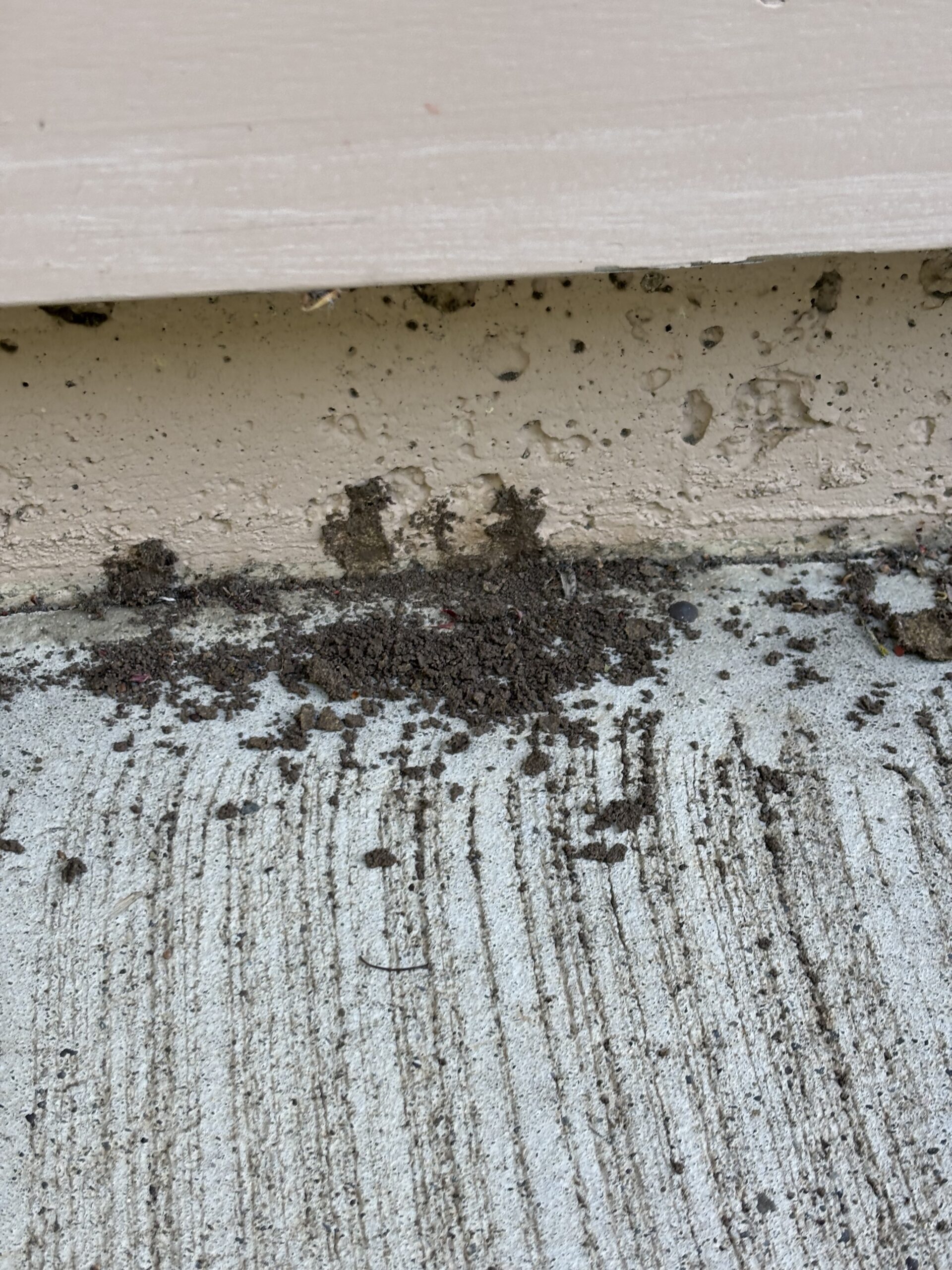 Termite mud tubes Termite mud tubes