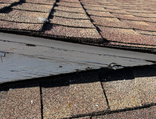 Santa Rosa Pest Inspection Reveals Termites, Dry Rot, and Rodent Activity