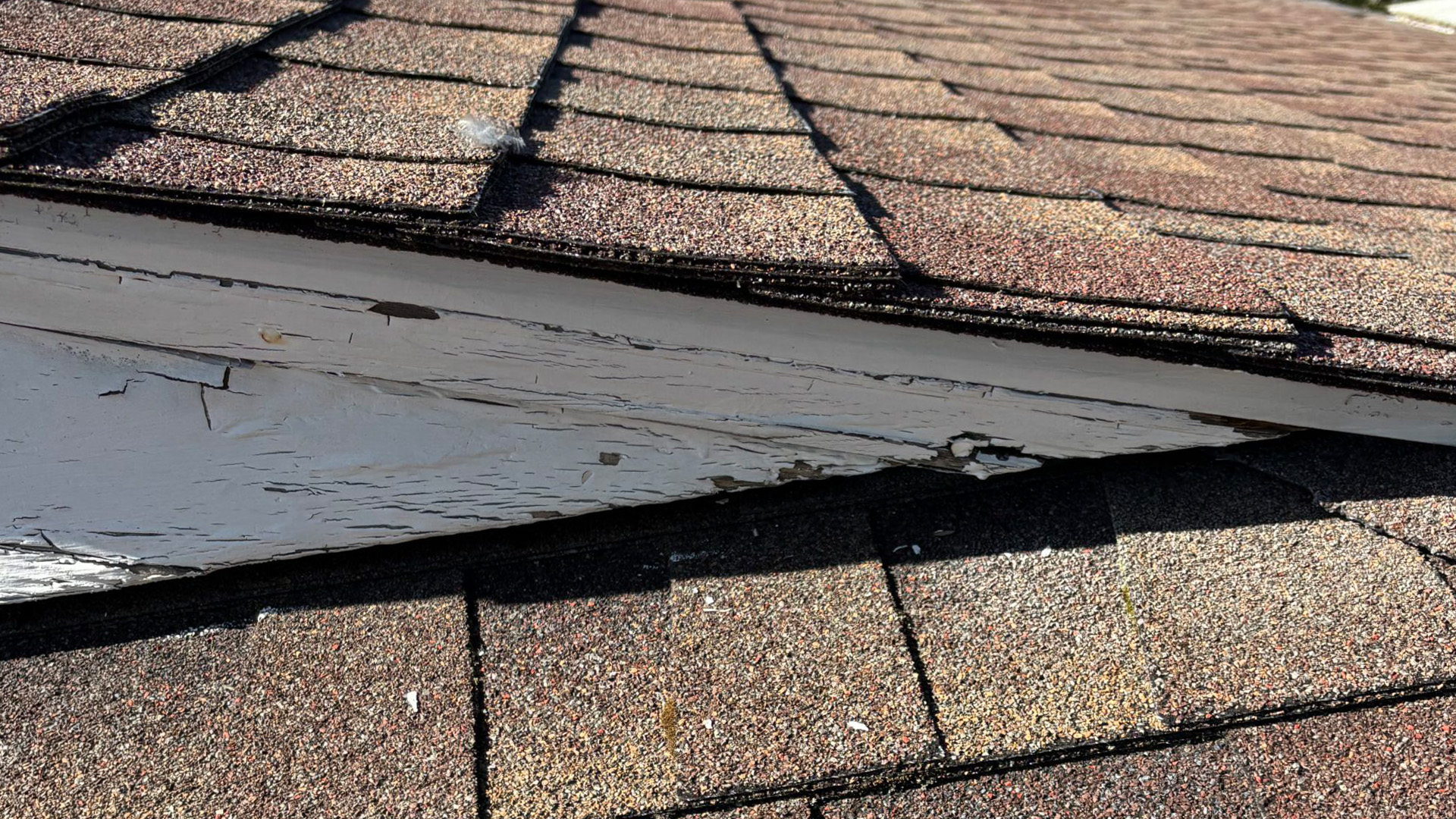 Santa Rosa Pest Inspection Findings Santa Rosa Pest Inspection Findings
