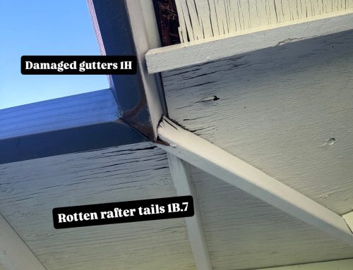 Why Regular Pest Inspections Are Essential for Your Home