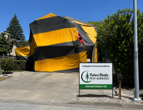 Dry wood Termite Fumigation in Northwest Santa Rosa Near Piner High School