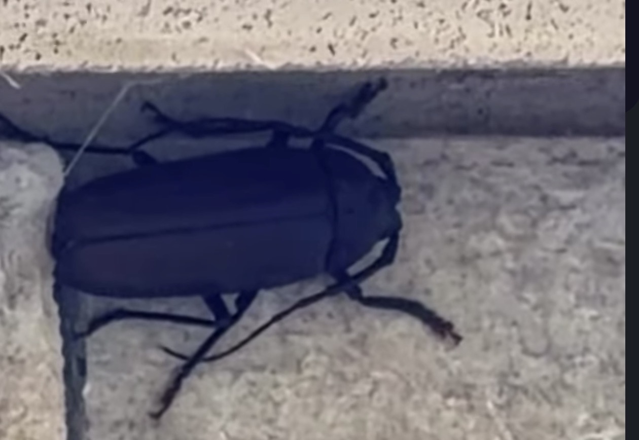 Beetle Beetle