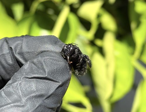 Carpenter Bees Destroying Homes in Sonoma County: What Every Homeowner Needs to Know
