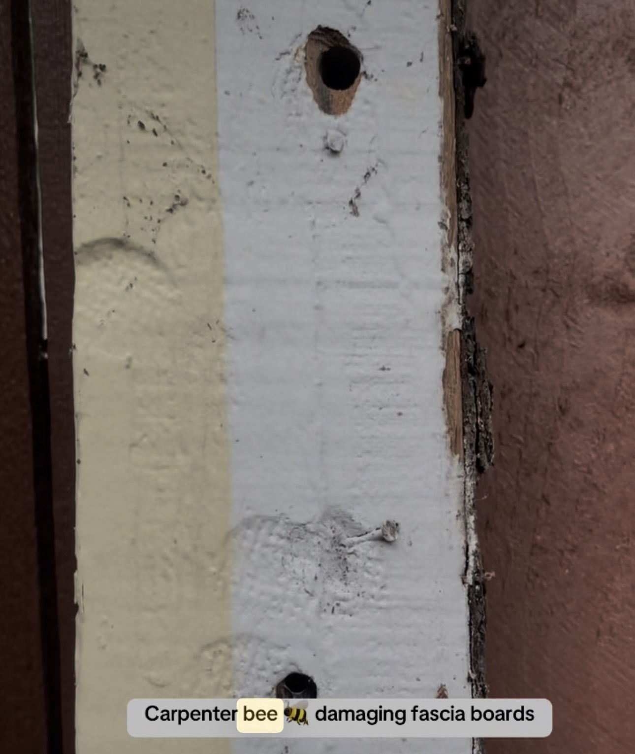 Carpenter bee damage 🐝