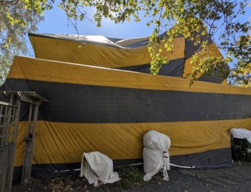 Drywood Termite Fumigation in Petaluma, CA: From Inspection to Termite-Free