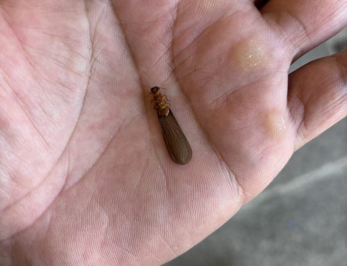 Termite Swarming Season in Sonoma County: What Homeowners Should Know